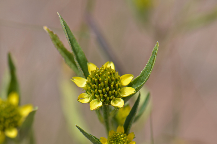 Abert's Creeping Zinnia has yellow flowers with by ray and disk florets. The fruit is technically a cypsela. Sanvitalia abertii
